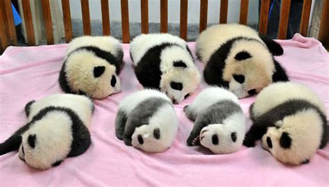 Jul 7, 2017 · This panda “daycare” is actually a specialized breeding center and nursery that seeks to breed new pandas to revitalize the dwindling wild population, which may be as small as 1,864. Each panda cub is special – not just because of how cute they are, but also because of how hard it is to get pandas to breed. 